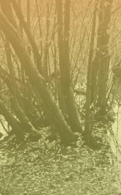 Entractes7 - Gary Colclough - Still light