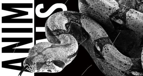 Animals, House to techno Vol.7